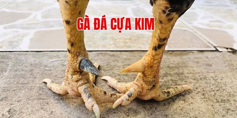 Đặc điểm của chiến binh thi đấu sở hữu cựa kim