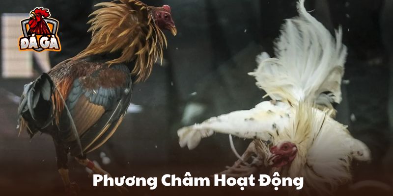 Phương châm hoạt động của chuyên trang chọi kê