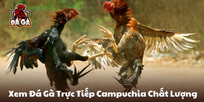 Đá gà trực tiếp Campuchia Full HD siêu chất lượng