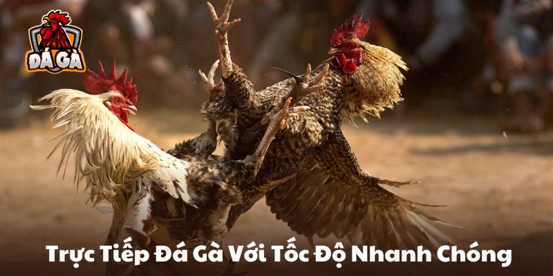 Trực tiếp đá gà với tốc độ nhanh chóng