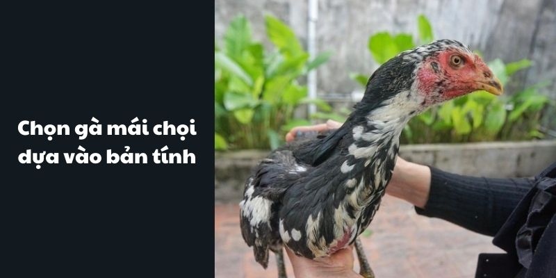 Chọn giống dựa vào bản tính của chúng 