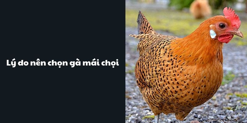 Lý do nên chọn giống gà mái tốt 