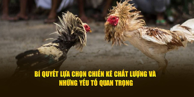 Bí quyết lựa chọn chiến kê chất lượng và những yếu tố quan trọng