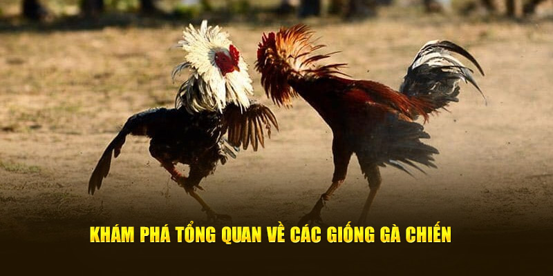 Khám phá tổng quan về các giống gà chiến