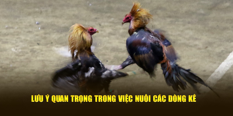 Lưu ý quan trọng trong việc nuôi các dòng kê